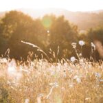 niklas_hamann-Cxjh4S2Pmt8-unsplash